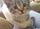 kitty